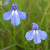Lobelia setacea